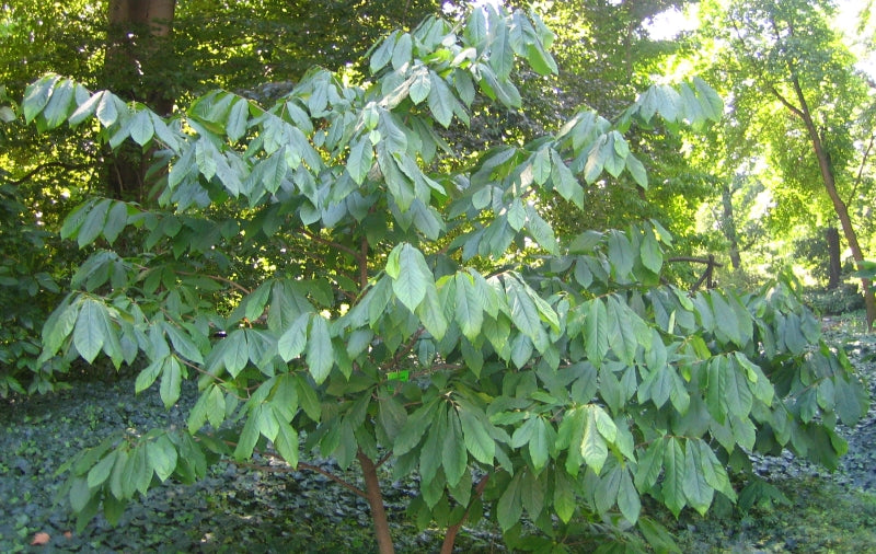 Plant Asiminier 6x6x15 (ASIMINA triloba)