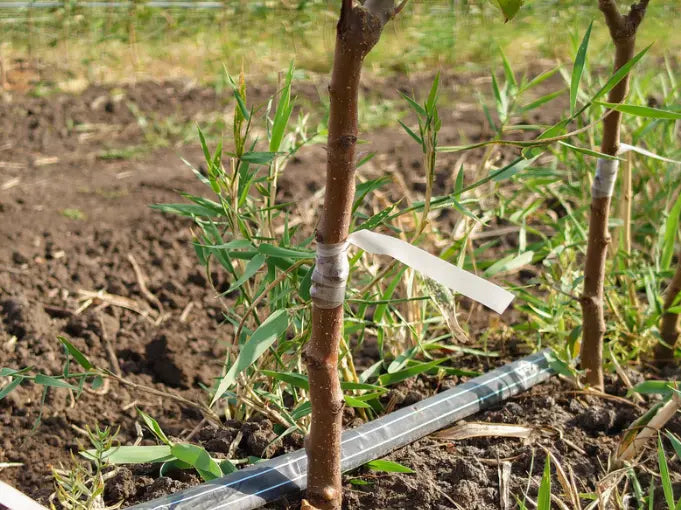Acheter Arbres Fruitiers Quenouille