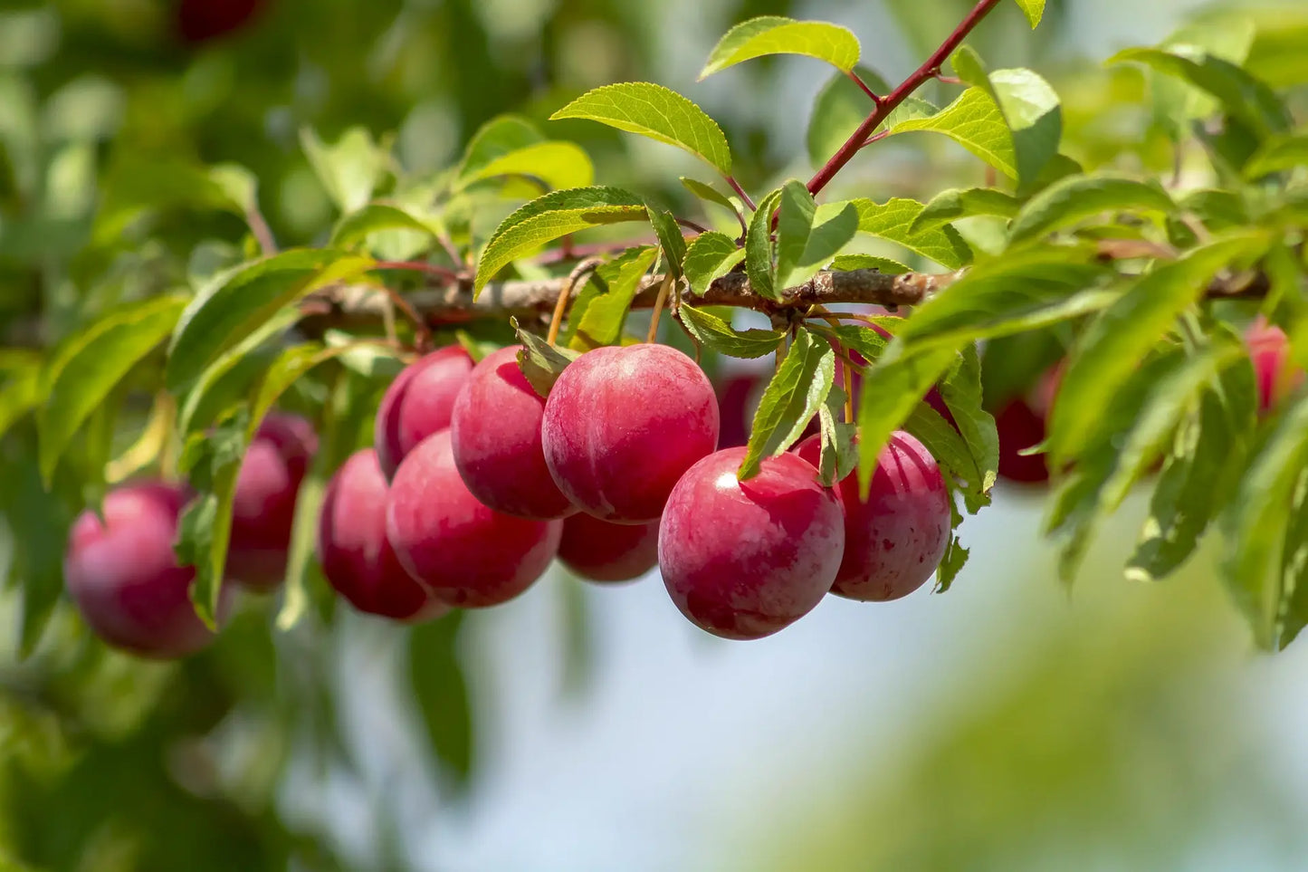 Acheter Plants Prunier Japonais