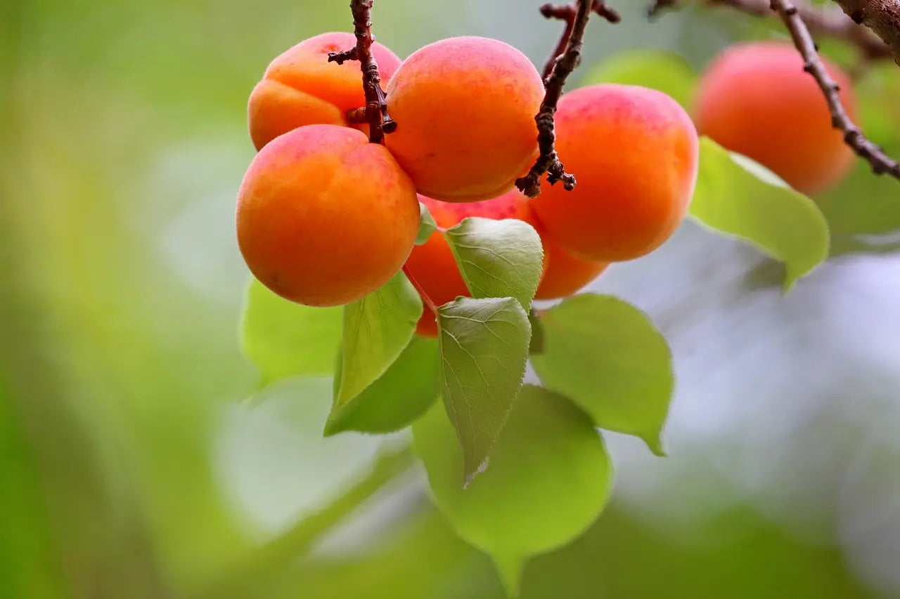 Acheter Plants Abricotier