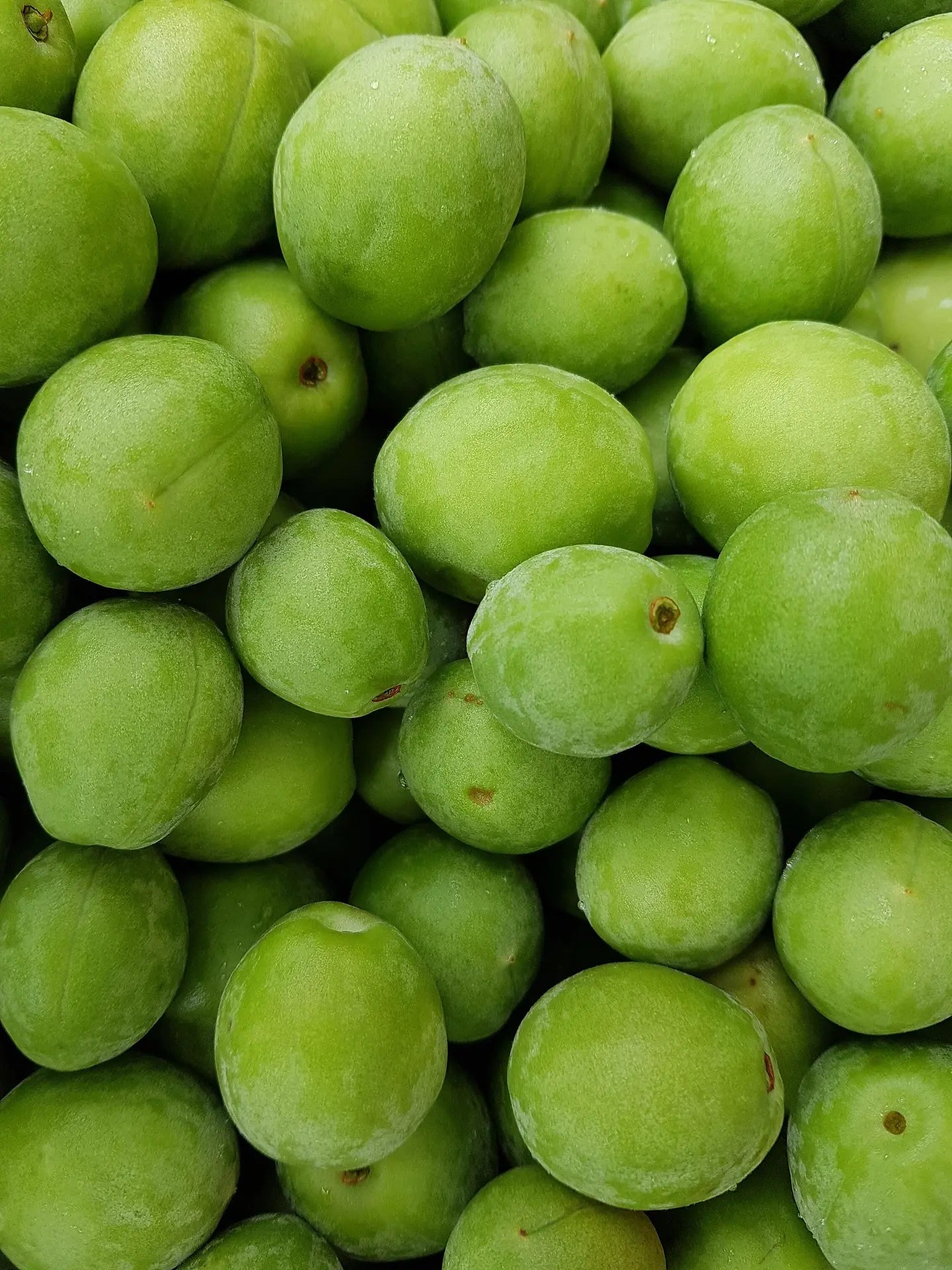 Acheter Plants Prunier