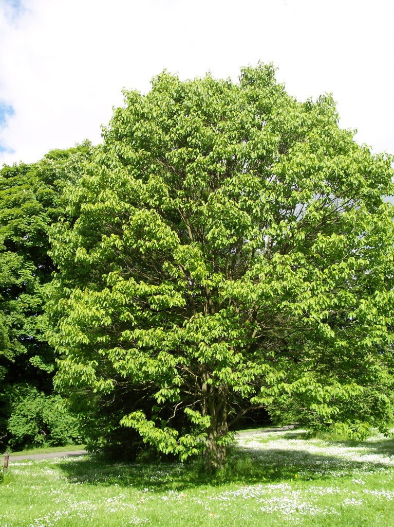 Plant Hovenia Dulcis Raisinier de Chine - Godet 9 Cm