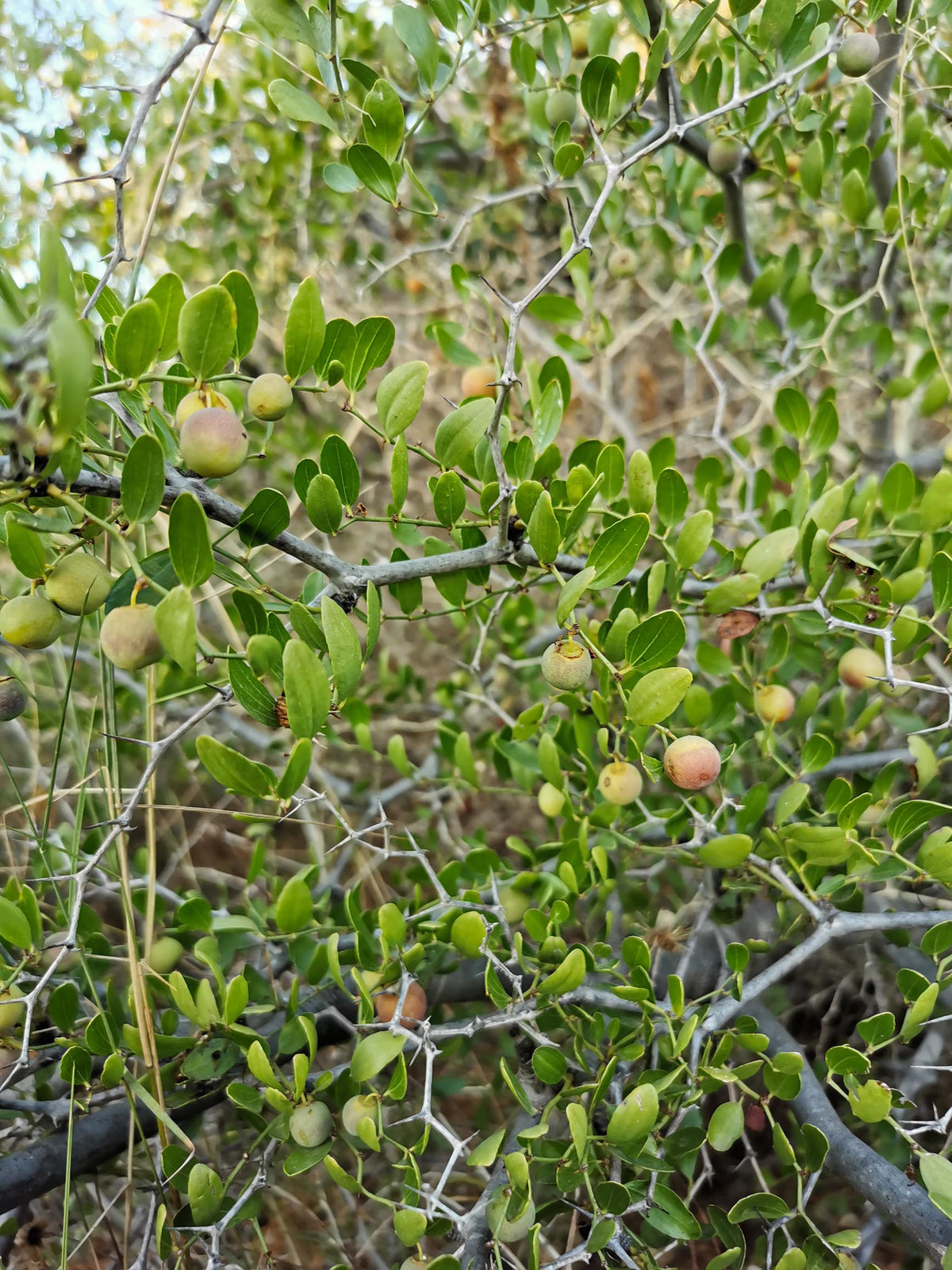 Plant Jujubier GAC7x7x14 (ZIZIPHUS jujuba)