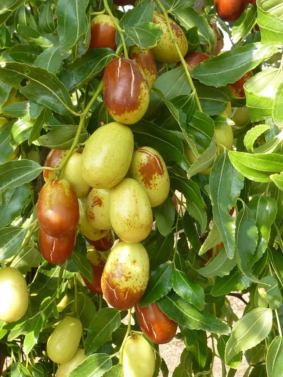 Plant Jujubier Ziziphus Jujuba Dongzao - Godet 9 Cm