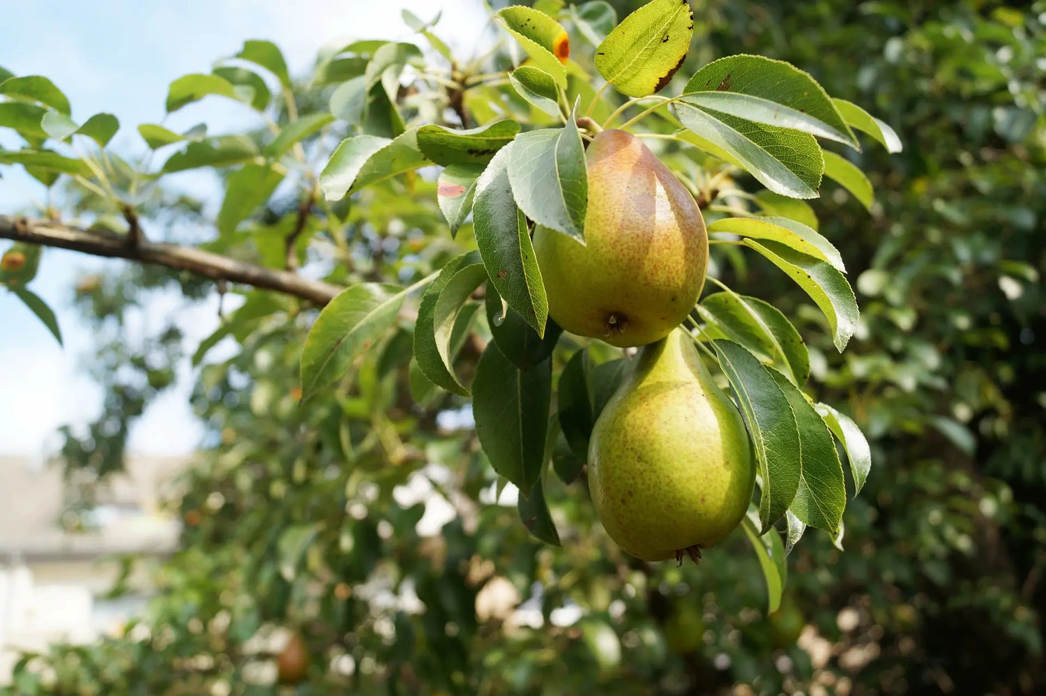 Poirier à Poiré pour arboriculteurs professionnels