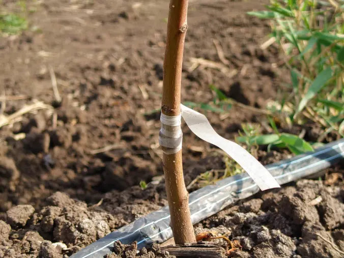 Notre gamme de scion d’arbres fruitiers : Qualité professionnelle à prix producteur