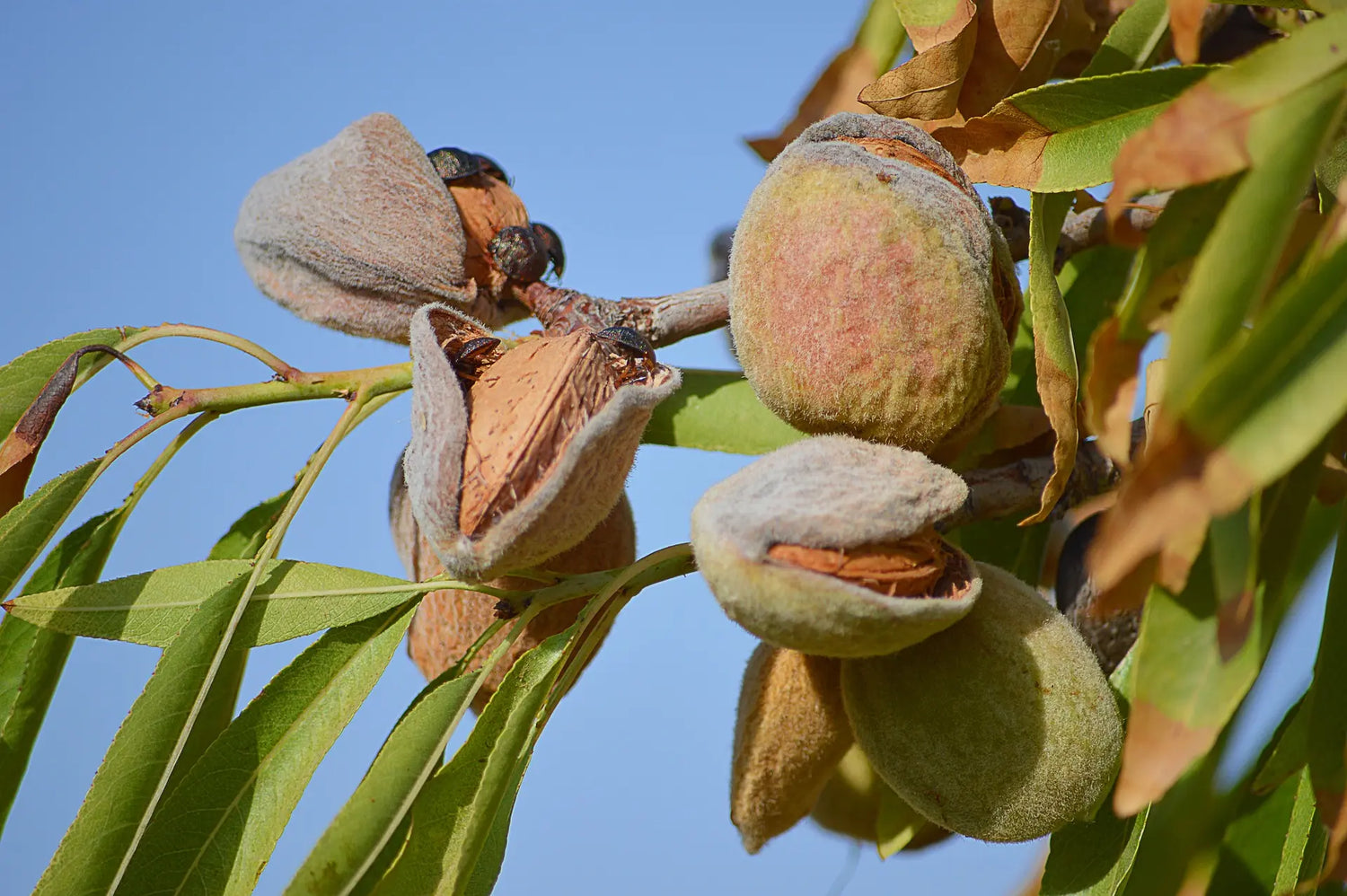 Nos Fruitiers à Fruits à coques / Fruits exotiques