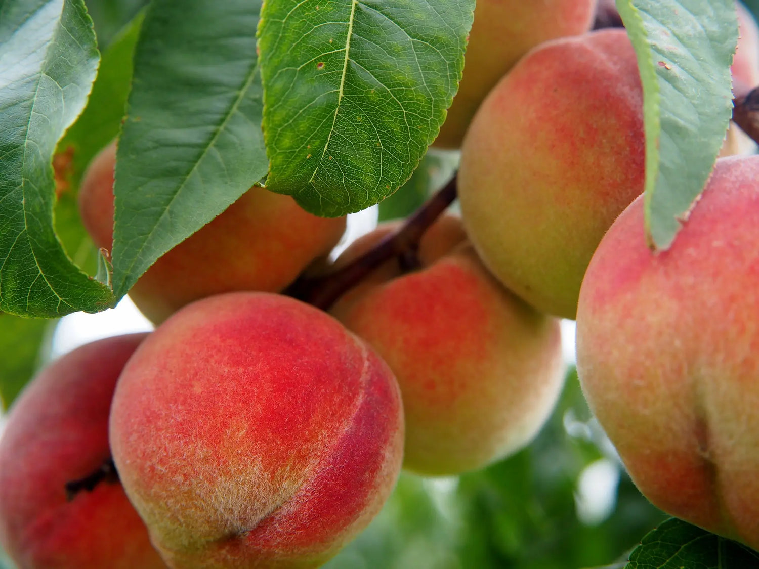 Nos Fruitiers à Fruits à noyau