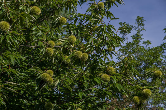 Plant Châtaignier Castanea Sativa Vegetal Local - Zone7 Massif Armor. - Godet 7X7X14