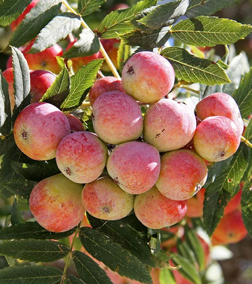 Plant Cormier Sorbus Domestica - Godet 9X9X13