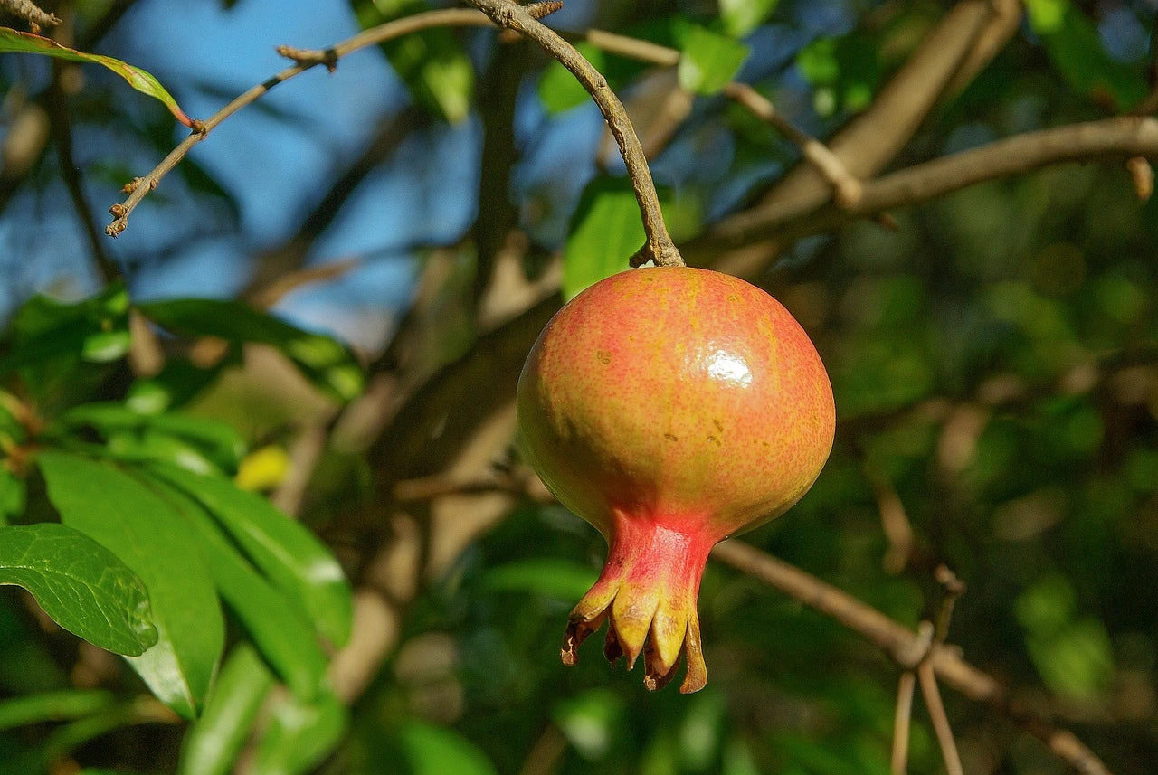 Acheter Plants de Grenadier