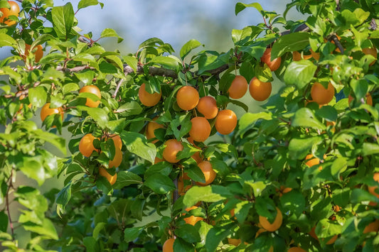 Acheter Plants de Prunier