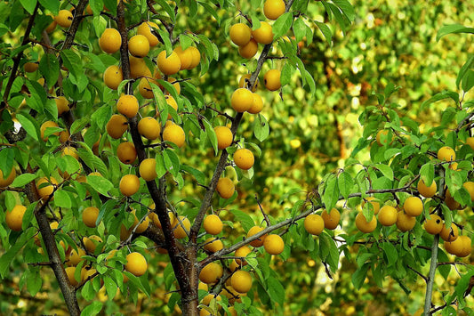 Acheter Plants de Prunier à fruit Jaune