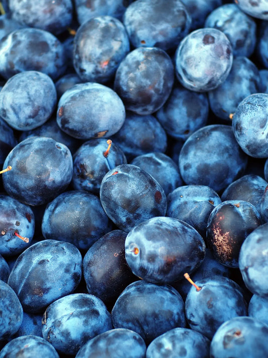 Acheter Plants de Prunier à fruit bleu