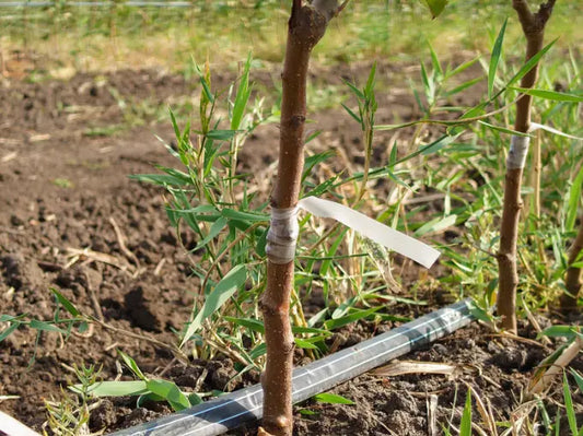 Acheter Arbres Fruitiers Quenouille