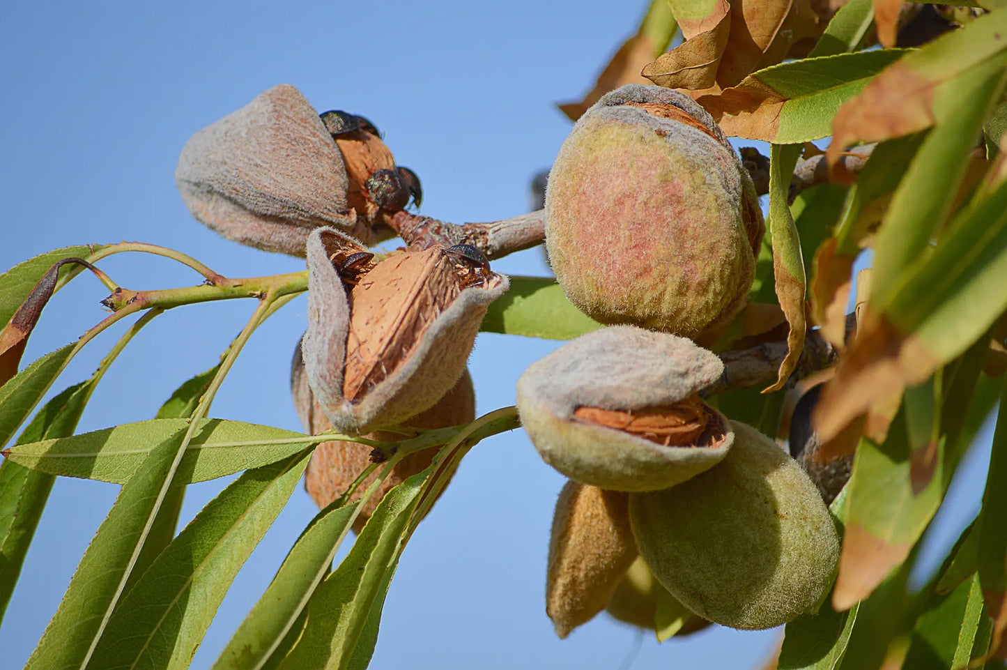 Acheter Plants Amandiers