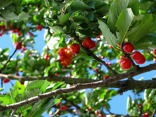 Acheter Plants Cerisier à cerise rouge