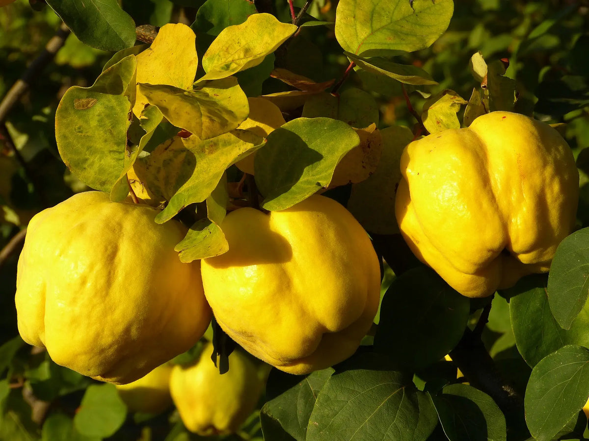 Plant Cognassier De Provence