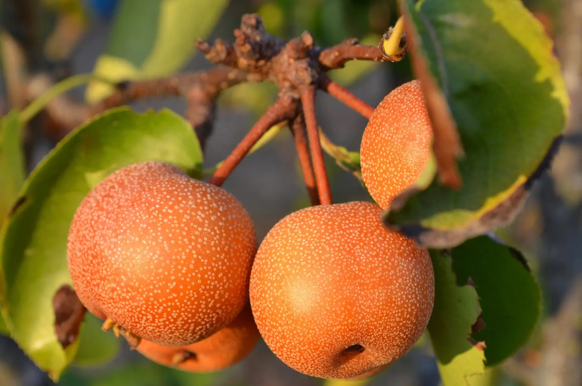 Acheter Plants de Nashi