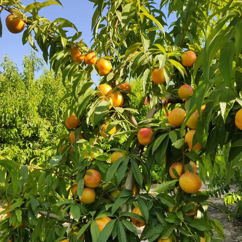 Acheter Plants Nectagold