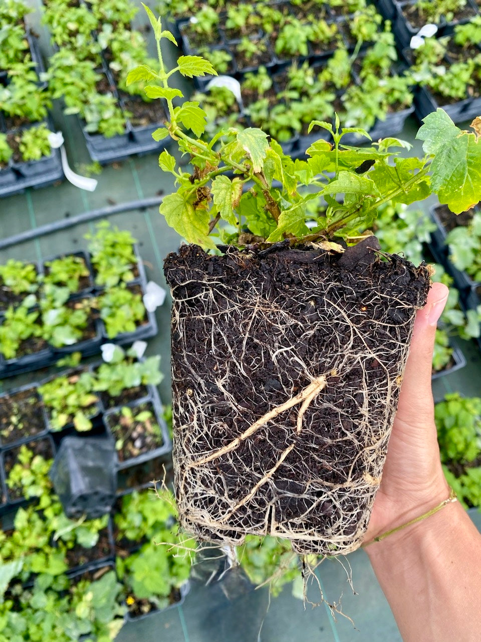 Plant de houblon variété Sorachi Ace pot 1L