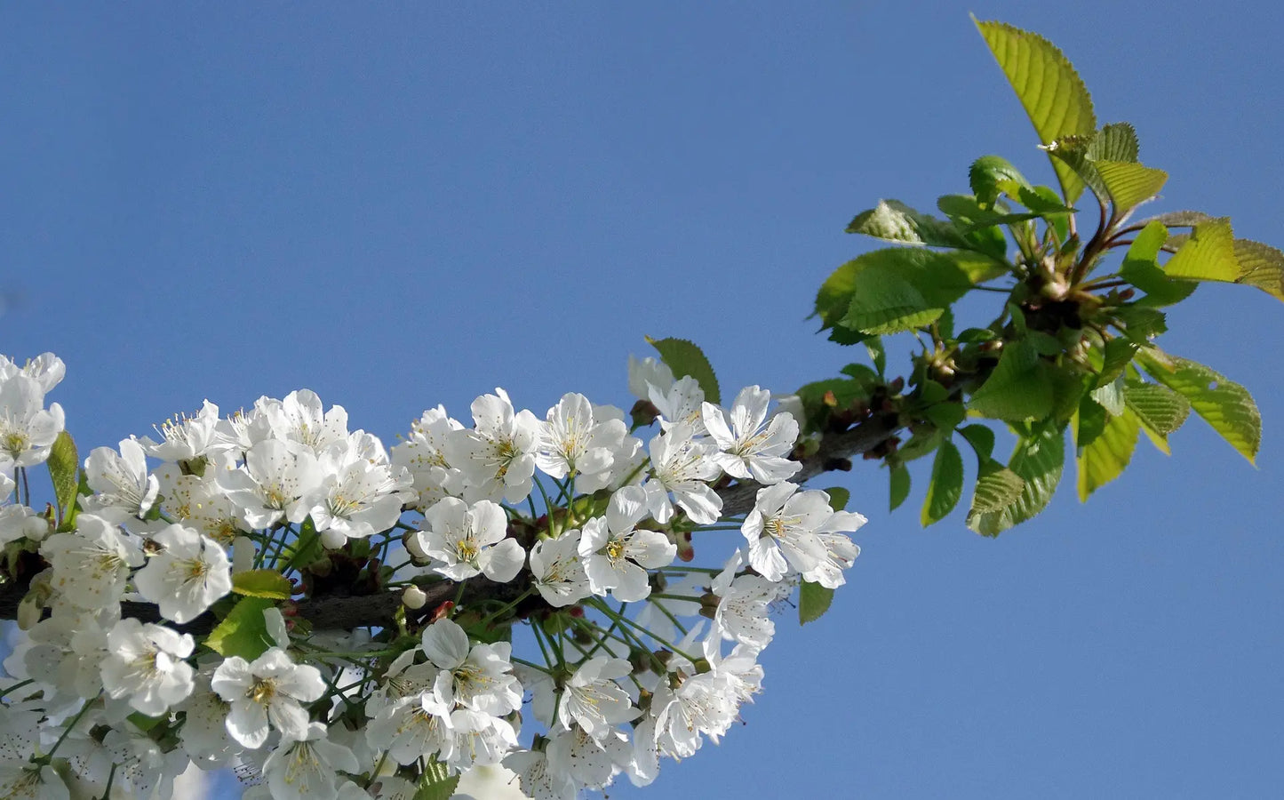 Plant Merisier Prunus Avium - Godet 9X9X13