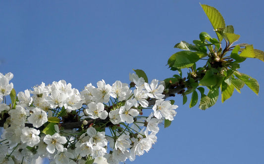 Plant Merisier Prunus Avium - Godet 9X9X13