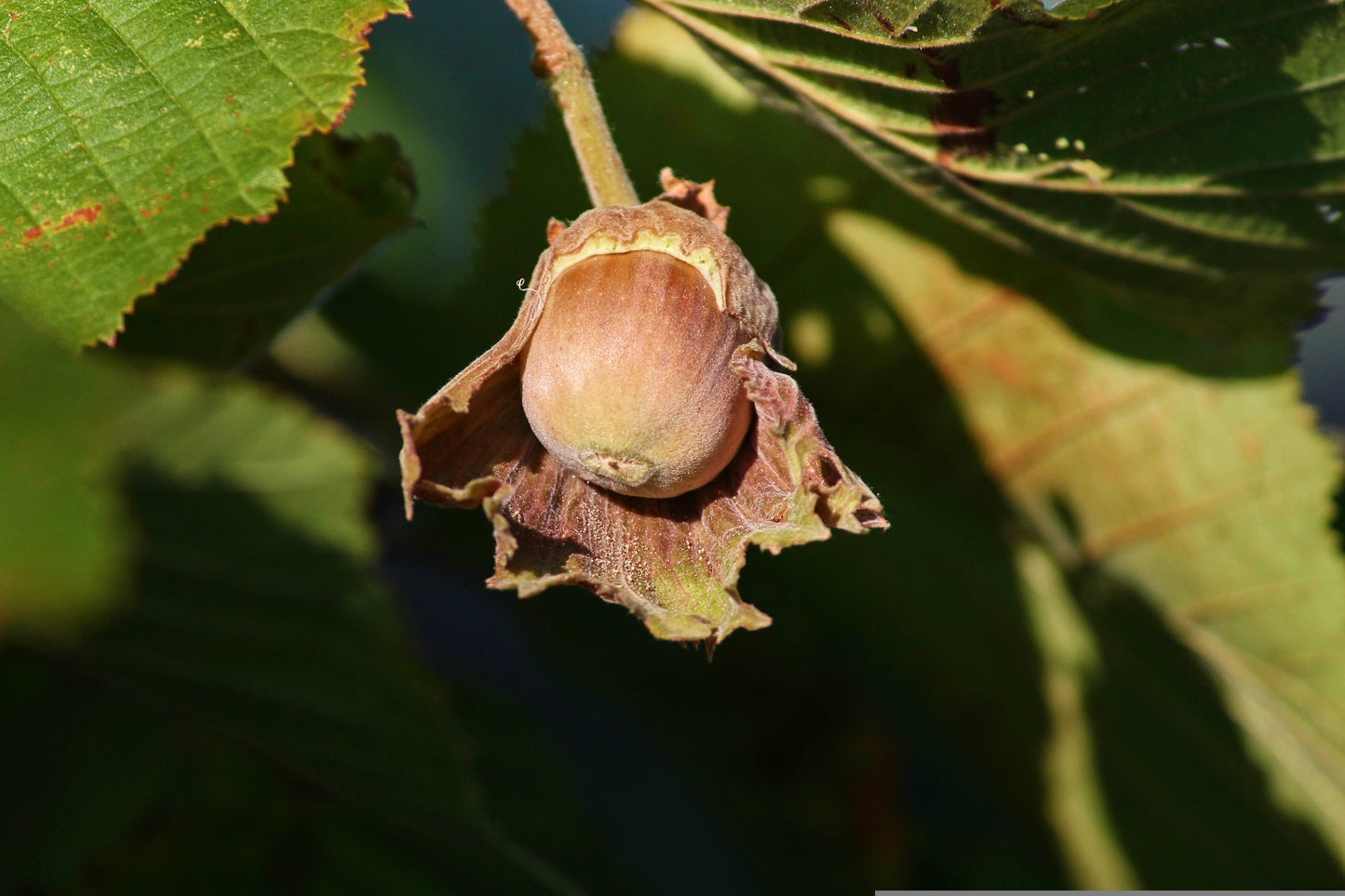Plant Noisetier Corylus Corabel Fercoril - Marcotte 1 An