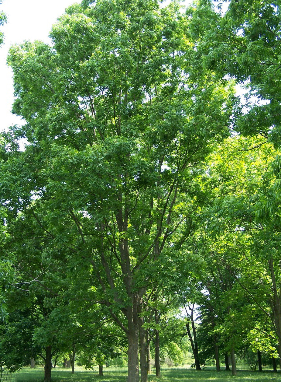 Plant Pacanier  GR10x18 FP (CARYA illinoinensis)