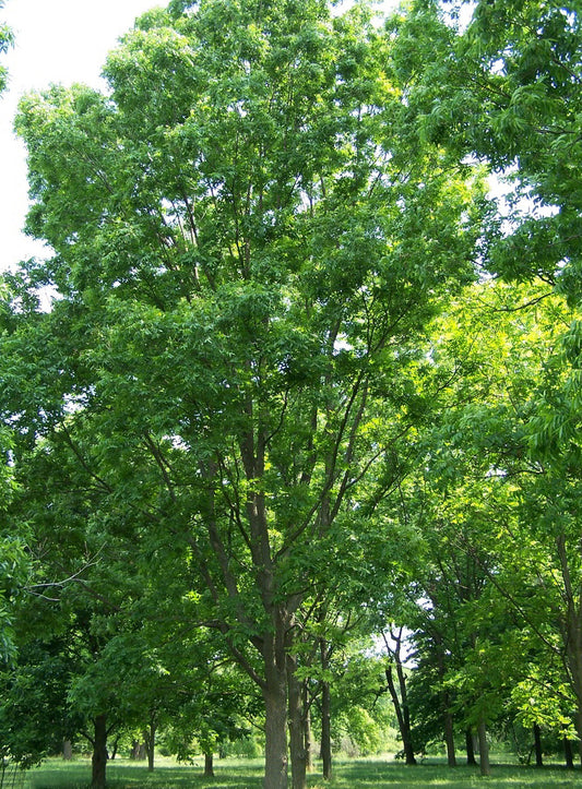 Plant Pacanier  GAC9x9x13 (CARYA illinoinensis)